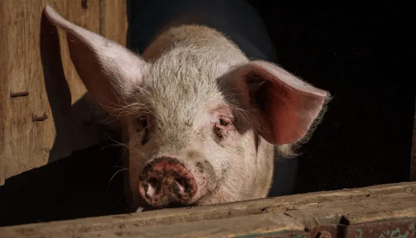 Un cochon rose, peut-être un verrat, regarde hors d'une étable en bois. La différence entre porc, cochon et verrat est subtile.