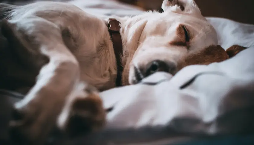 Un tierno cachorro de perro duerme plácidamente sobre una cama, quizás soñando con cachorros de perro y aventuras.
