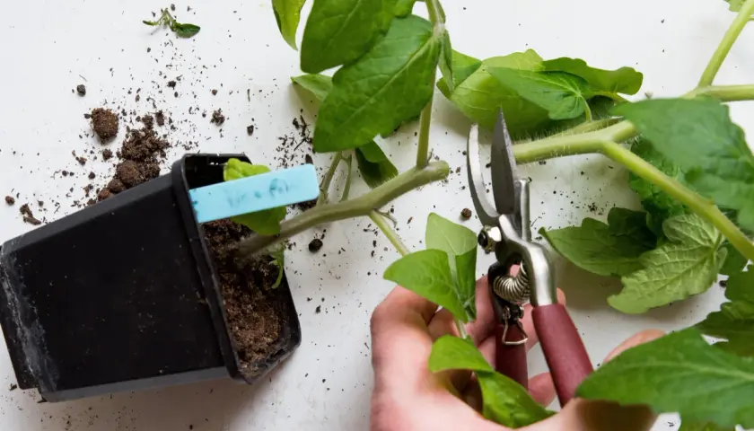 En hand klipper en tomatplanta med en sekatör. Jord och en kruka syns bredvid.