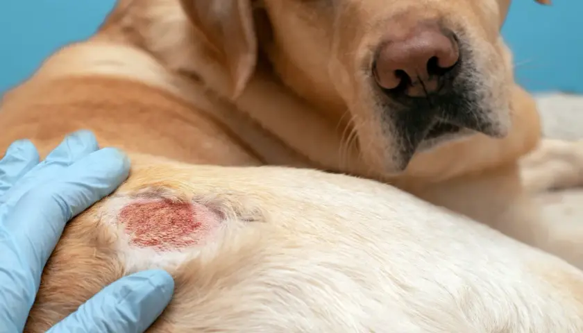 Tierarzt untersucht roten, entzündeten Hautausschlag bei einem Hund. Mögliche Dermatitis beim Hund.