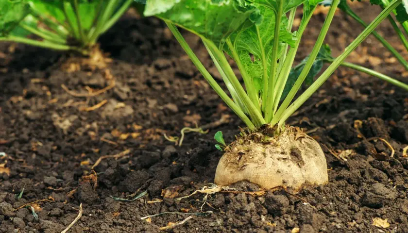 Una barbabietola da zucchero emerge dal terreno fertile, promettendo un raccolto dolce. La semina è iniziata.