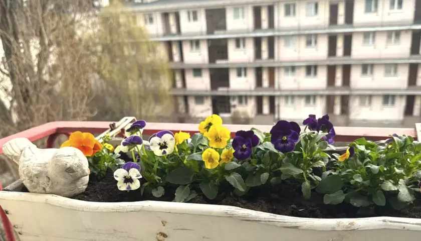 Kolorowe bratki w skrzynce na balkonie, kwitnące od wiosny do jesieni, cieszą oko.