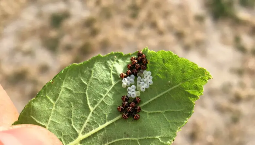 Un grappolo di uova di cimice verde, alcune bianche e altre marroni, su una foglia verde.