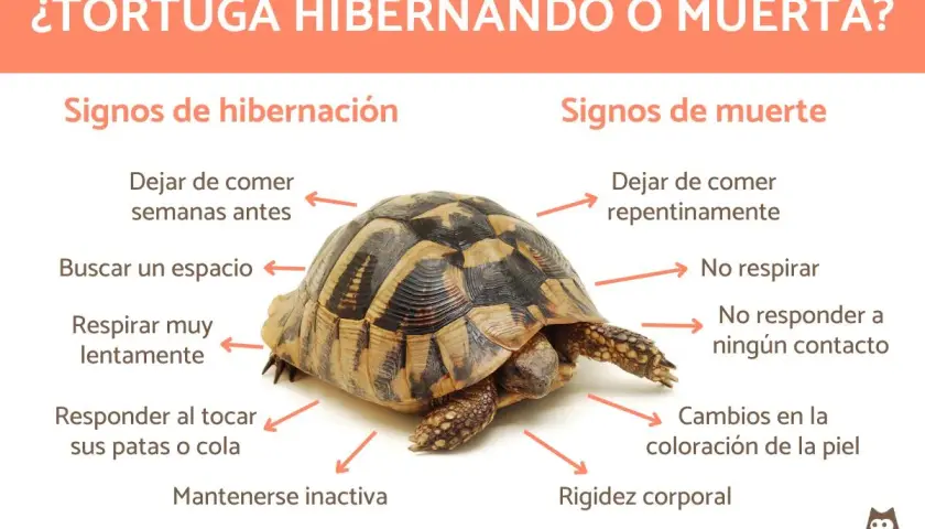 Tortuga con flechas indicando signos de hibernación (comer menos, buscar espacio, respirar lento, inactiva) y muerte (dejar de comer, no respirar, no responder, rigidez). Las tortugas hibernan para sobrevivir al frío.