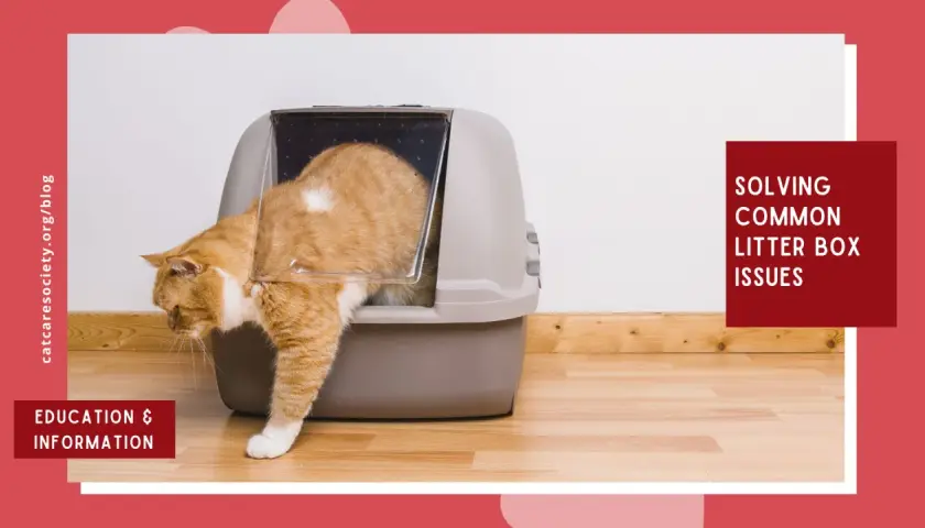 An orange cat enters a litter box. Learn how do cats know to use the litter box and solve common litter box issues.