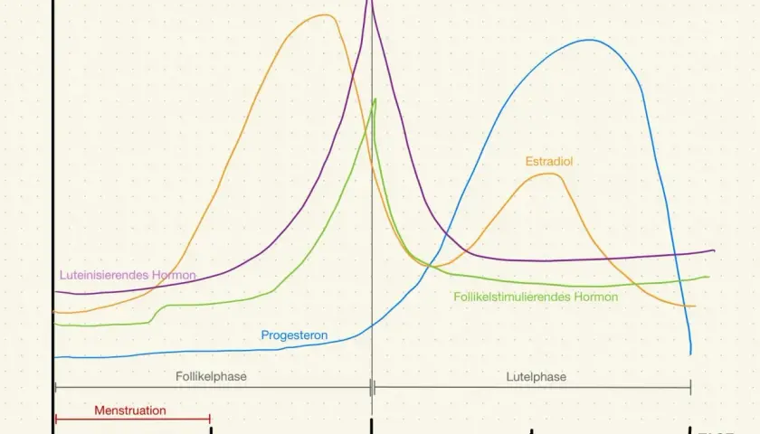 Der Hormonspiegel zeigt, was ein Zyklus ist: Menstruation, Follikelphase, Ovulation und Lutealphase, mit schwankenden Hormonen wie Östrogen und Progesteron.