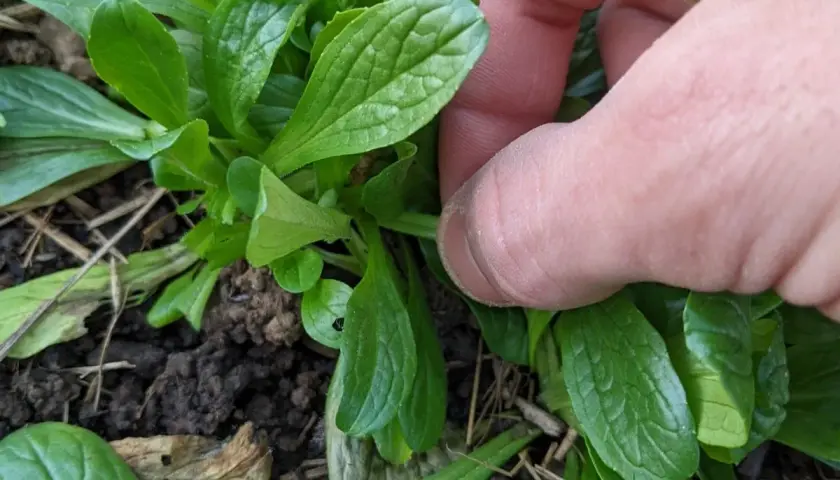 Main verte, une main pince délicatement un semis de mâche.