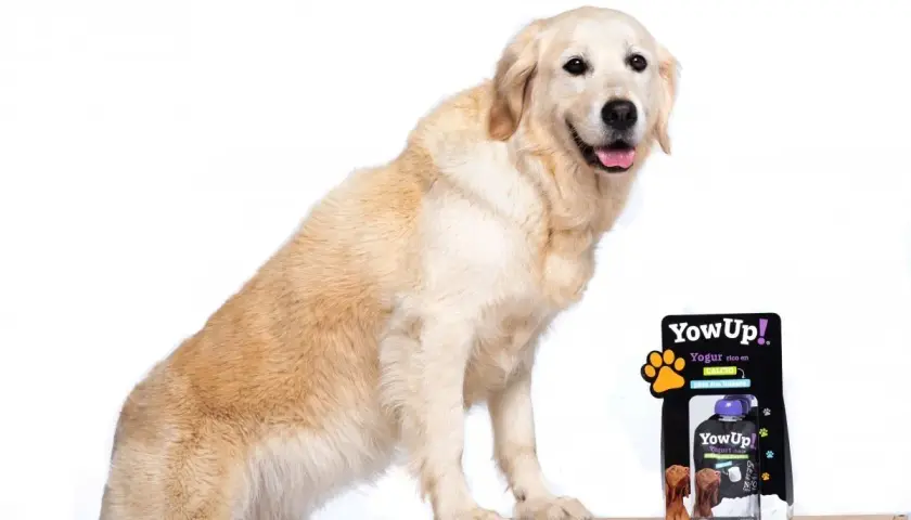 Złoty retriever obok opakowania jogurtu dla psów. Czy psu można podawać jogurt naturalny? Tak, jeśli jest to specjalny jogurt dla psów, jak ten.