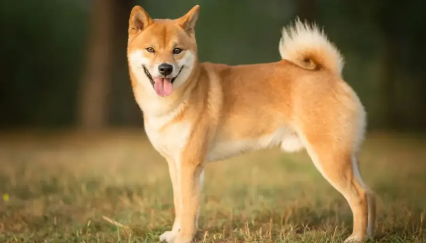 Ein freundlicher Shiba Inu steht im Gras, die Zunge hängt heraus.