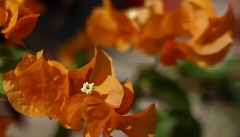 Gros plan sur des bractées orange vif de bougainvillier, avec un petit détail sur l'entretien de la plante.