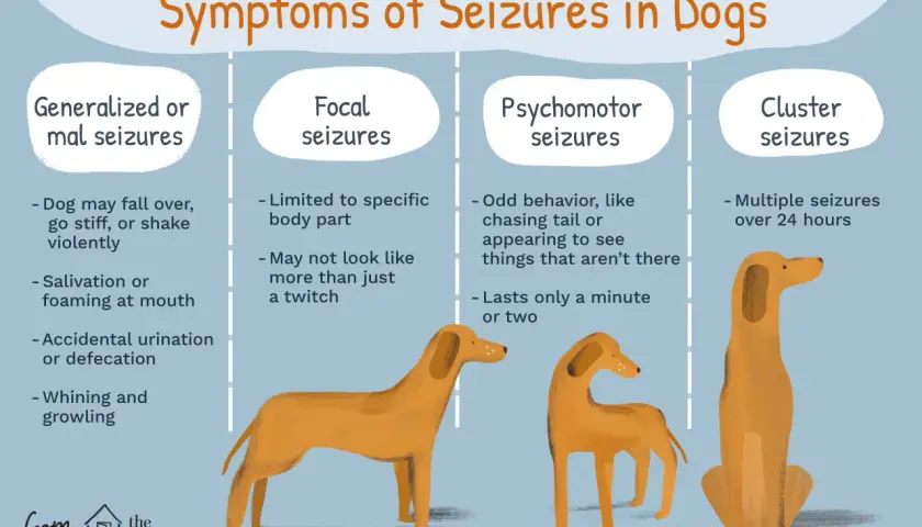Infographic detailing symptoms of epilepsy in dogs, including generalized, focal, psychomotor, and cluster seizures, illustrated with orange dogs.