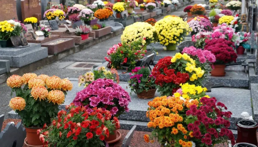 Kolorowe chryzantemy, popularne kwiaty na cmentarz zimą, zdobią nagrobki.