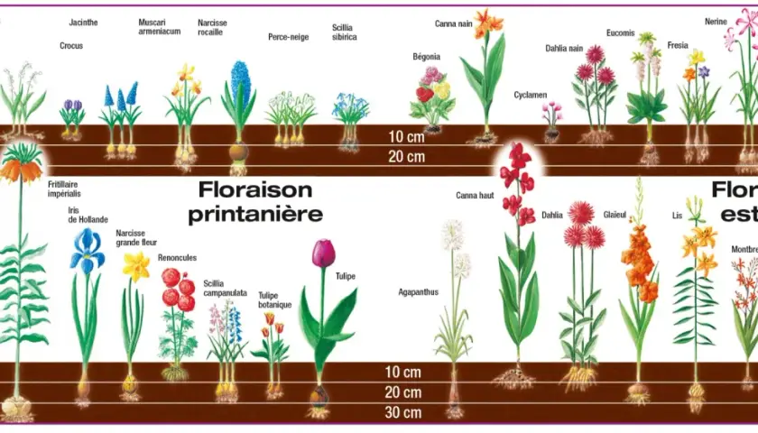 Illustration de divers bulbes de printemps et d'été, montrant leur croissance et leur floraison.