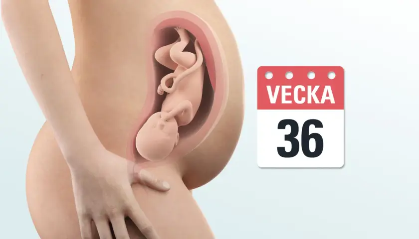 Gravid vecka 36. En bebis växer i livmodern, redo att möta världen snart.
