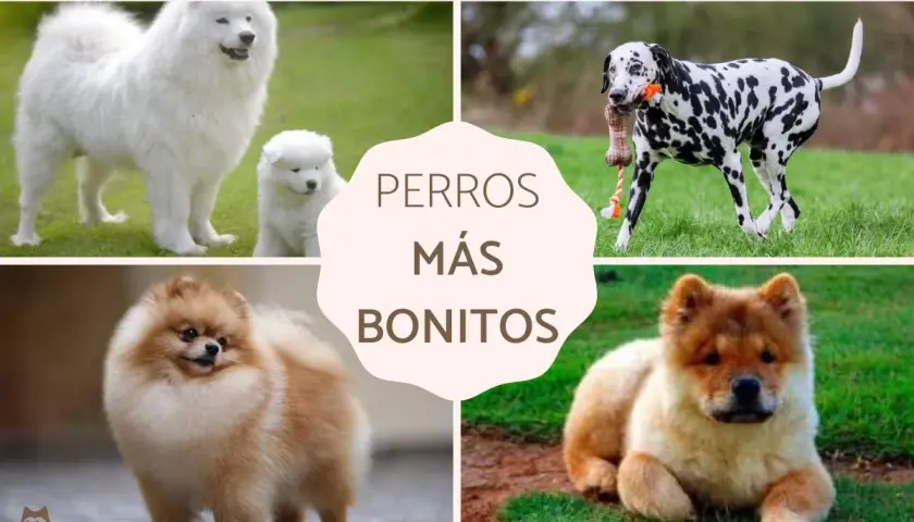 Cuatro razas de perros: Samoyedo, Dálmata, Pomerania y Chow Chow, todos ellos perros más bonitos del mundo.