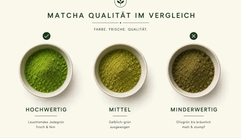 Vergleich von Matcha-Qualitäten: Hochwertiges, leuchtendes Jadegrün; mittleres, gelblich-grünes Pulver; minderwertiges, olivgrünes Pulver.