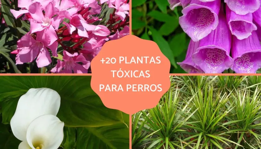 Adelfa, dedalera, cala y drácena son algunas de las plantas tóxicas para perros que debes evitar.