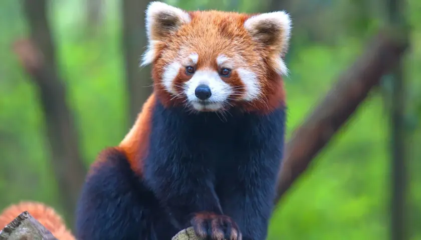 Mała panda, jedno z zagrożonych wyginięciem zwierząt, siedzi na gałęzi.
