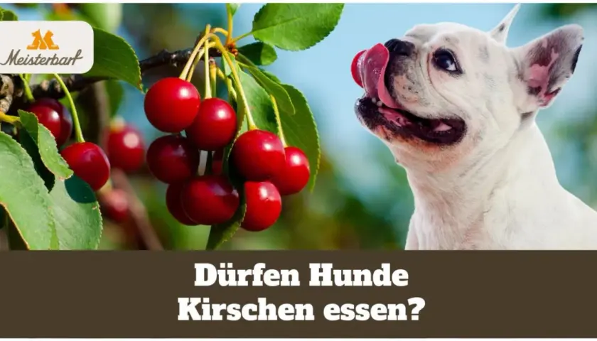 Ein süßer Hund leckt sich die Lippen, während Kirschen am Baum hängen. Die Frage "Dürfen Hunde Kirschen essen?" wird gestellt.
