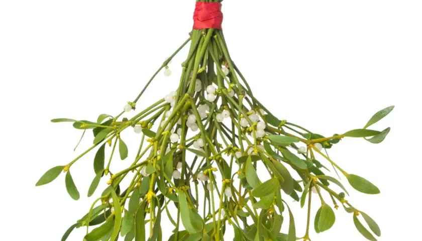 Un bouquet de gui, symbole de fertilité et d'amour, avec ses baies blanches et ses feuilles vertes, prêt pour la tradition.
