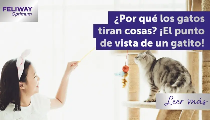 Una niña juega con un gato gris en un rascador, explorando por qué los gatos tiran cosas desde su perspectiva gatuna.