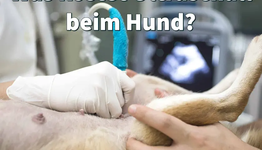 Tierarzt führt Ultraschall bei Hund durch. Informiere dich über die Ultraschall Hund Kosten und mögliche Gründe für die Untersuchung.