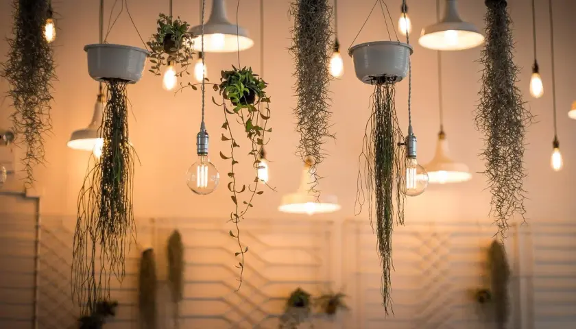 Wiszące rośliny i lampy tworzą magiczne migotanie światła. Ciepłe żarówki oświetlają delikatne pnącza i zwisające mchy, tworząc przytulną atmosferę.