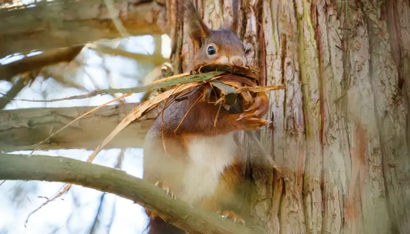 Ein Eichhörnchen sammelt Zweige und Blätter, um seinen Kobel zu bauen.