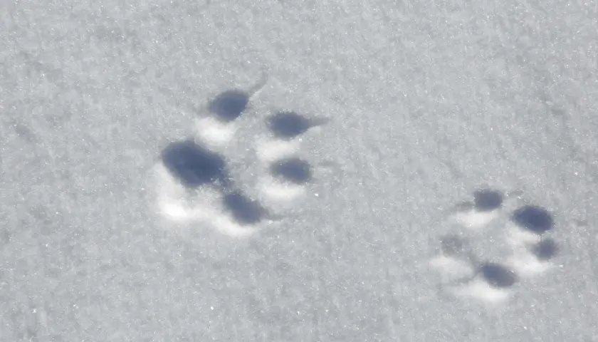 Spuren im Schnee, die auf die Gangart eines Fuchses hindeuten. Ein kleiner, eleganter Abdruck neben einem größeren.