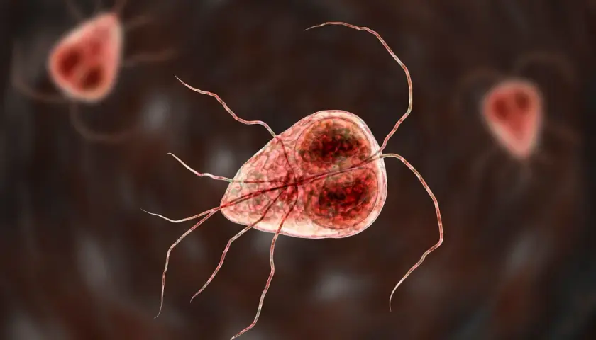 Widok mikroskopowy Giardia lamblia, pasożyta wywołującego u psów objawy takie jak biegunka.
