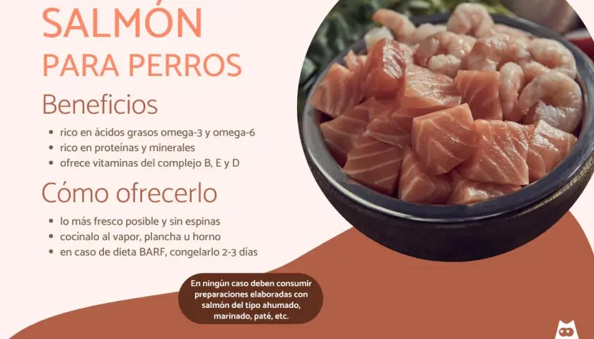 Un tazón lleno de trozos de salmón fresco y camarones. Los perros pueden comer salmón, es rico en nutrientes y beneficioso para su salud.