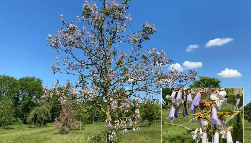 Blauglockenbaum verboten, warum? Dieser Baum blüht wunderschön, aber seine Ausbreitung ist problematisch.