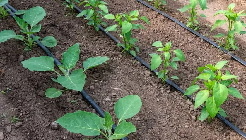 Piantine di melanzane e peperoni in terra, con un sistema di irrigazione fai da te a goccia che le nutre.