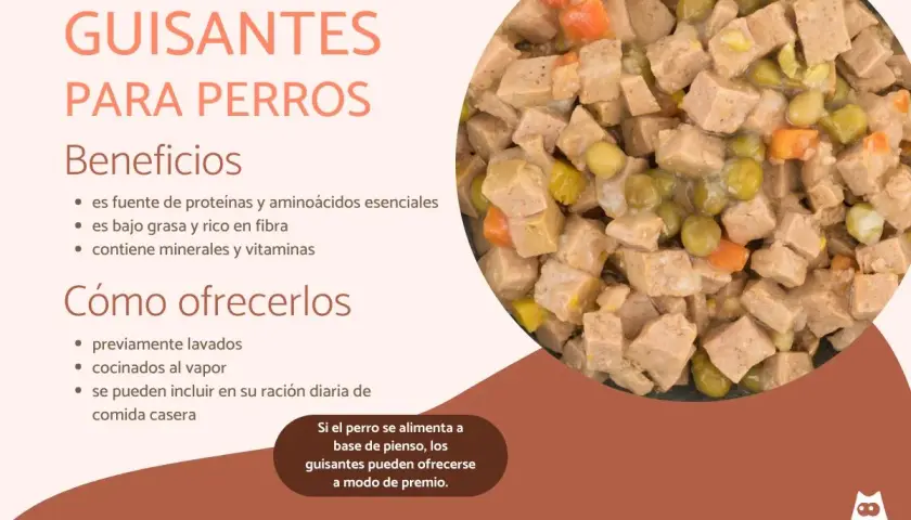 Primer plano de un cuenco de comida para perros con trozos de carne, zanahoria y guisantes. Los perros pueden comer guisantes, son beneficiosos.