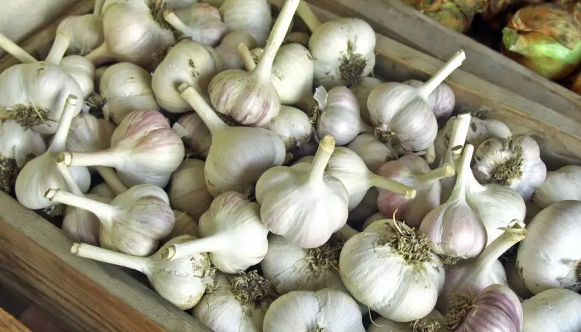 Ein Haufen frischer Knoblauchköpfe, bereit zum Knoblauch lagern. Die weißen und violetten Schalen sind gut sichtbar.