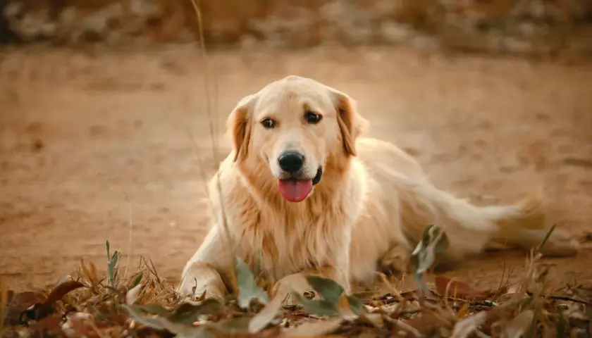 Uroczy golden retriever leży na ziemi, otoczony suchymi liśćmi i trawą.
