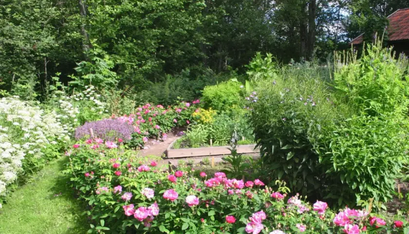 En lummig trädgård med frodiga rosor zon 5 i full blom. En slingrande gång leder genom ett hav av rosa blommor och grönska.