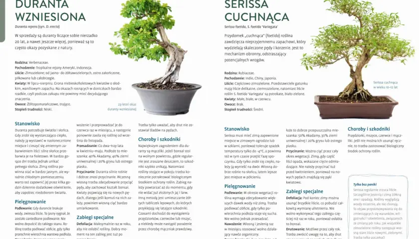 Jak dbać o drzewko bonsai: duranta wzniesiona i serissa cuchnąca. Porady dotyczące stanowiska, podlewania, nawożenia i przycinania.