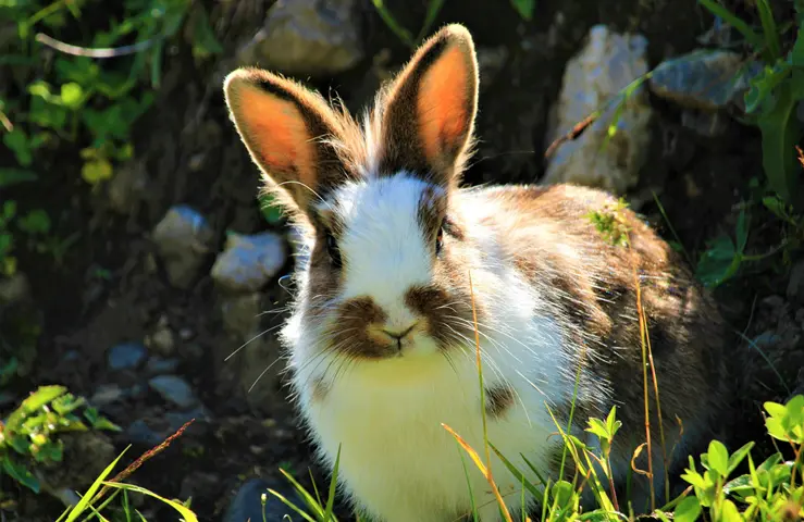 Jak wywołać ruję u królika? Skuteczne i bezpieczne metody