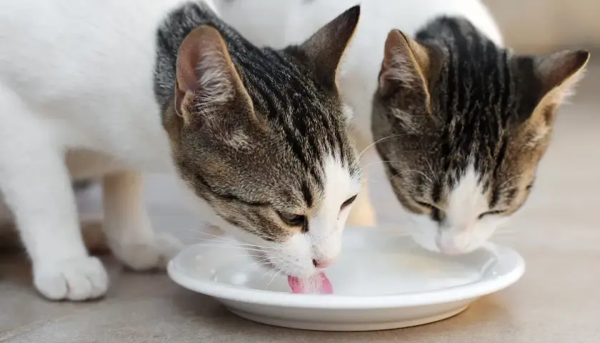 Zwei Katzen trinken genüsslich Milch aus einem Napf. Sie genießen diesen Leckerbissen sichtlich.