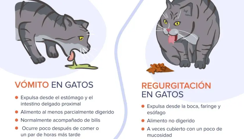 Gato gris vomita pienso entero. Otro gato regurgita comida sin digerir.