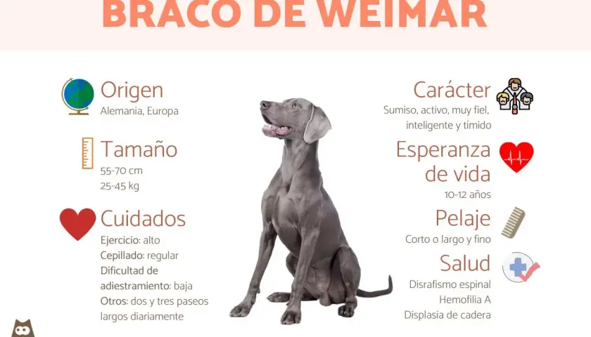 Un elegante **braco de Weimar** sentado, con información sobre su origen, tamaño, cuidados, carácter, esperanza de vida, pelaje y salud.