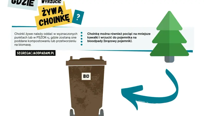 Gdzie wyrzucić żywą choinkę? Oddaj ją w wyznaczonych punktach lub PSZOK-u, albo potnij i wrzuć do brązowego pojemnika na bioodpady.