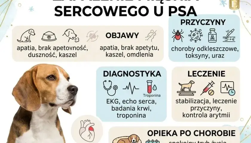 Zapalenie mięśnia sercowego u psa objawia się m.in. kaszlem, apatią i brakiem apetytu. Informacje o przyczynach, diagnostyce i leczeniu.