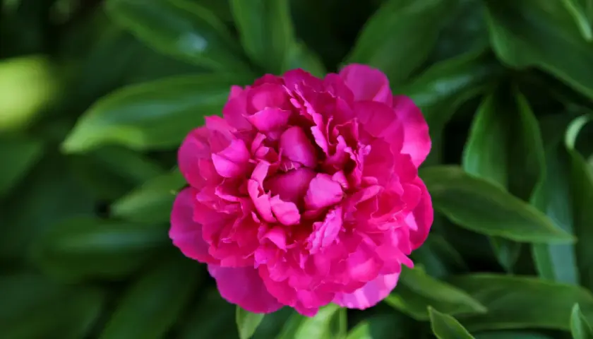 Eine leuchtend pinke Pfingstrose entfaltet ihre Blütenpracht inmitten grüner Blätter. Bald ist Zeit für Pfingstrosen umpflanzen, damit sie weiter so schön wachsen.