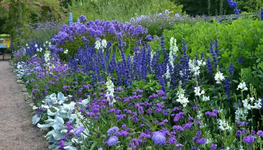 En lummig rabatt kantad av grusgång, fylld med lila perenner och vita blommor. En trädgård i full blom.