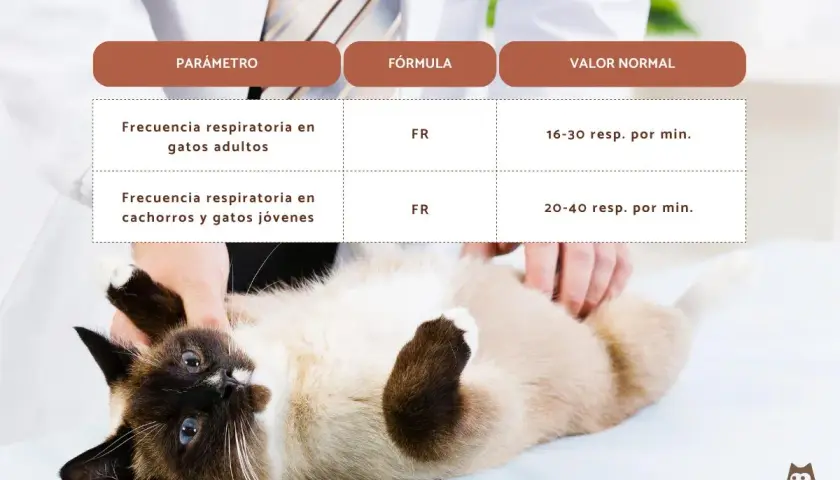 Gato siamés con ojos azules, acostado boca arriba mientras un veterinario revisa su respiración. La tabla muestra valores normales de frecuencia respiratoria para gatos.