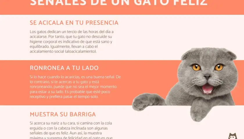 Gato gris con ojos anaranjados, feliz y relajado. Un gato solo es feliz cuando se siente seguro y amado.