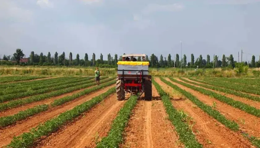 Trattore in un campo di pomodori, con un uomo che osserva. La scena suggerisce una tabella concimazione pomodoro per ottimizzare la crescita.