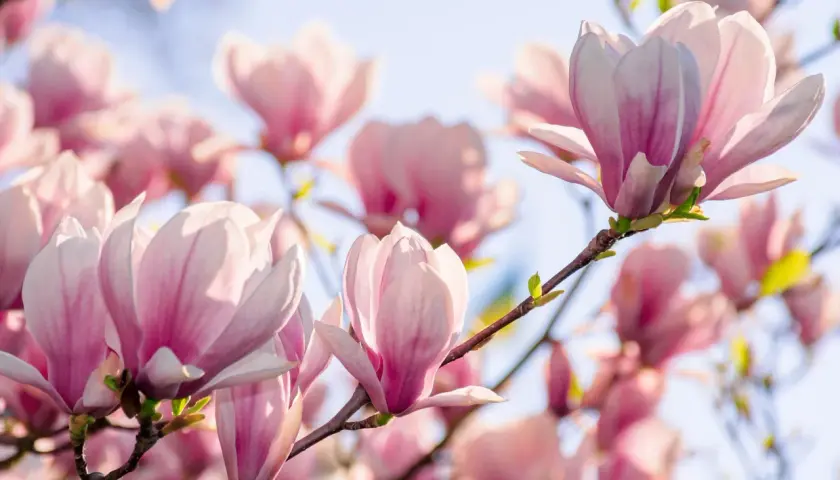 Rosa magnoliaknoppar som blommar mot en ljusblå himmel. En gren med en vacker klippa magnolia i förgrunden.